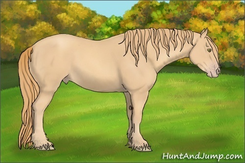 Horse Color:Gold Champagne