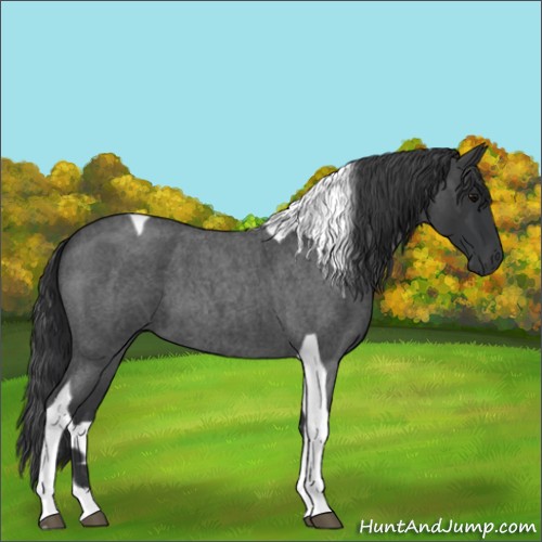 Horse Color:Blue Roan Tobiano 