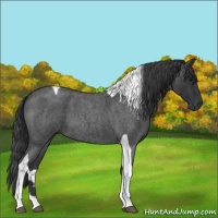 Horse Color:Blue Roan Tobiano 