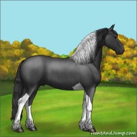 Horse Color:Blue Roan Tobiano 