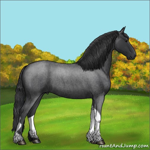 Horse Color:Blue Roan Tobiano