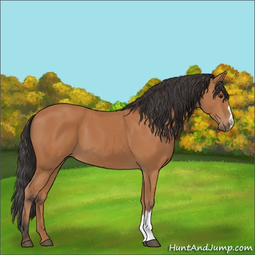 Horse Color:Bay 