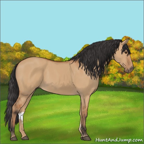 Horse Color:Bay Dun 