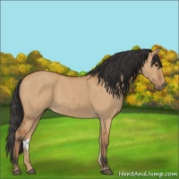 Horse Color:Bay Dun 