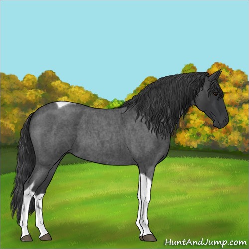Horse Color:Blue Roan Tobiano 