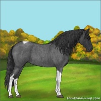 Horse Color:Blue Roan Tobiano 