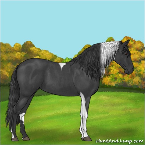 Horse Color:Blue Roan Tobiano