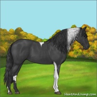 Horse Color:Blue Roan Tobiano