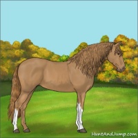 Horse Color:Chestnut 