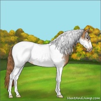 Horse Color:Chestnut Tobiano Frame 
