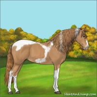Horse Color:Chestnut Tobiano Frame 