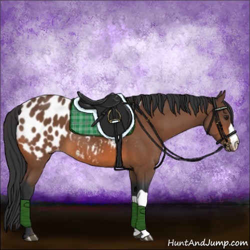 Horse Color:Bay Appaloosa 