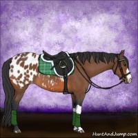 Horse Color:Bay Near Leopard