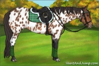 Horse Color:Bay Appaloosa