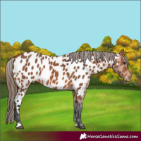 Horse Color:Bay Appaloosa 