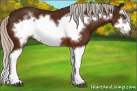 Horse Color:Gray Silver Bay Splash Frame 