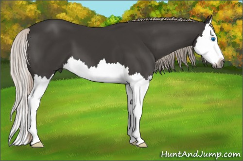 Horse Color:Gray Silver Black Splash