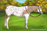 Horse Color:Red Roan Splash Appaloosa