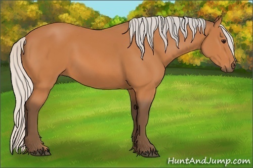Horse Color:Silver Bay
