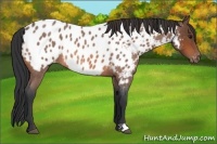 Horse Color:Bay Roan Appaloosa 