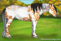 Horse Color:Gray White Spotted Bay Splash  and Gray White Spotted Bay Splash 