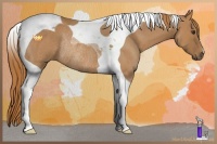 Horse Color:Red Roan Tobiano Rabicano 