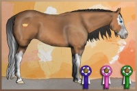 Horse Color:Bay Roan Splash