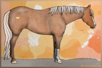 Horse Color:Silver Bay Roan 