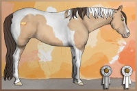 Horse Color:Amber Champagne Sabino Tobiano