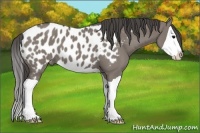 Horse Color:Grullo Splash Appaloosa 