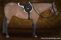Horse Color:Brown Dun 