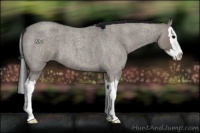 Horse Color:Grullo Roan Splash 