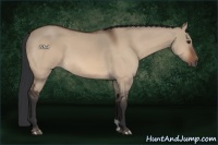 Horse Color:Brown Dun 