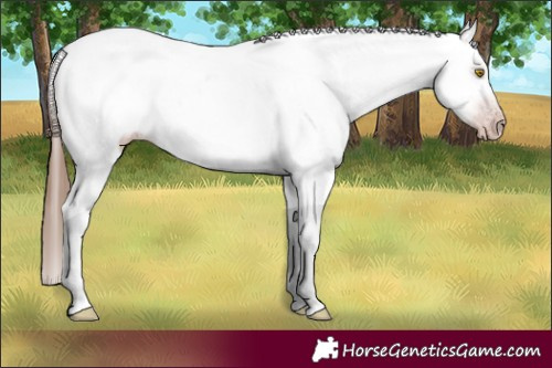 Horse Color:Gray Sable Champagne Dun Near Leopard