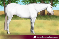 Horse Color:Gray Sable Champagne Dun Near Leopard