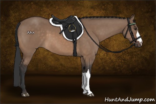Horse Color:Bay Dun