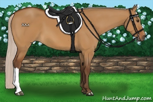 Horse Color:Silver Buckskin Dun 