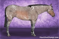 Horse Color:Brown Ice Roan 