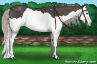 Horse Color:Silver Black Splash Appaloosa 