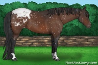 Horse Color:Bay Appaloosa 