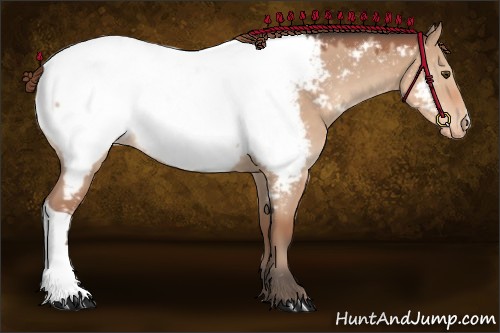 Horse Color:Bay Dun Appaloosa