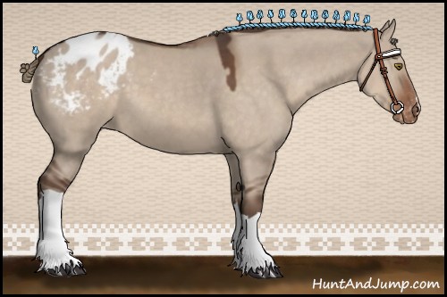 Horse Color:Liver Red Dun Appaloosa 