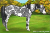 Horse Color:White Spotted Black Ice Frame 