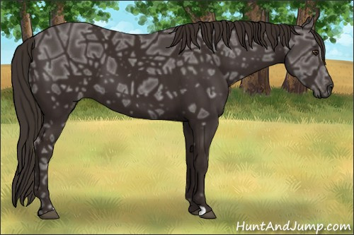 Horse Color:Liver Chestnut Ice 