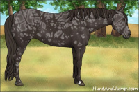 Horse Color:Liver Chestnut Ice 