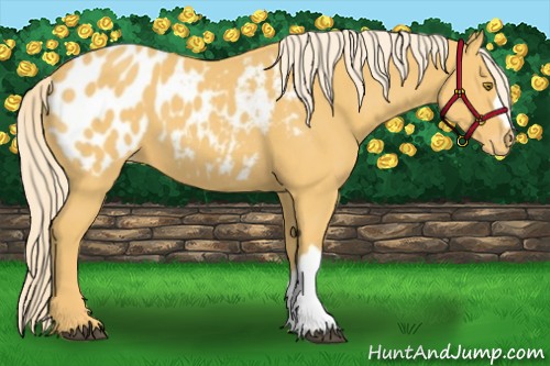 Horse Color:Palomino Appaloosa