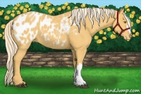 Horse Color:Palomino Appaloosa 