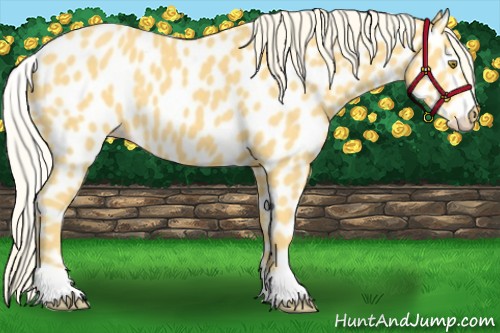 Horse Color:Palomino Appaloosa