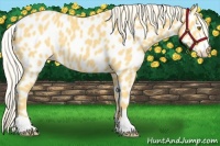Horse Color:Palomino Leopard 