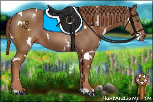 Horse Color:White Spotted Chestnut 